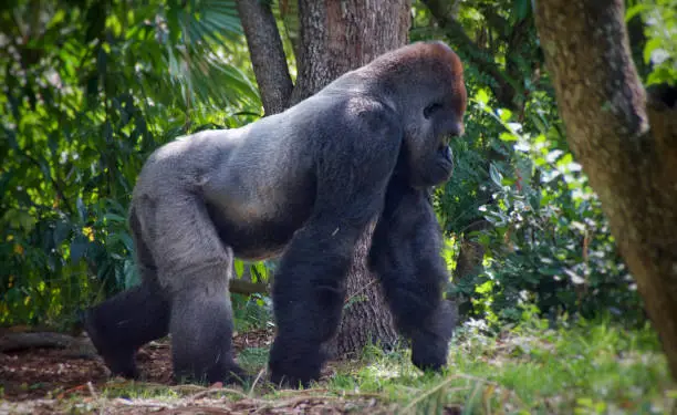 Close-up full shot of a silverback gorilla walking across wooded terrain