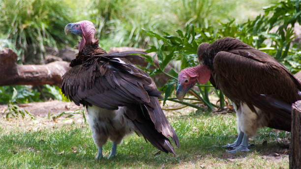 istock Close-up of 2 lappet-faced vultures - 1 1409339233