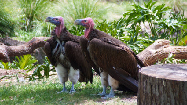 istock Close-up of 2 lappet-faced vultures - in profile 1409339312