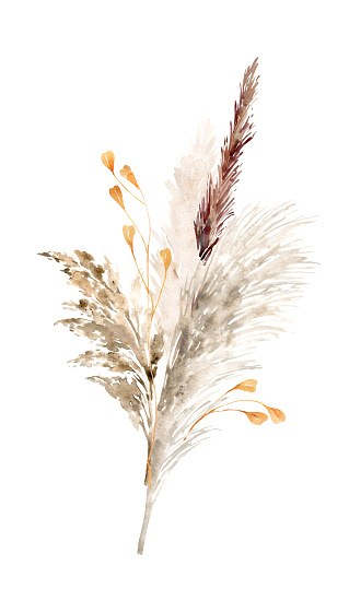 Pampas grass boho border painted in watercolor. Floral neutral colors bouquet, frame. Botanical boho elements isolated on white. Bohemian style wedding invitation, greeting, card, print, scrapbooking