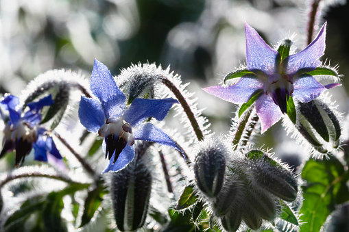 Borage flowers and buds, photo taken early in the morning in summer, when all the fine hairs of stems and buds are still covered with dew