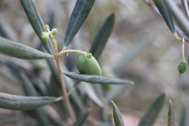 istock European olive or Common Olive (Olea europaea) fruit close-up on a blurred background 1409340792