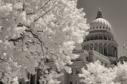 White infrared trees along side of the State Capital of Idaho