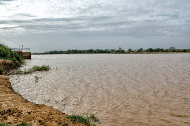 a flora ao redor do níger - niger delta - fotografias e filmes do acervo