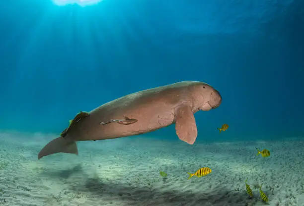 Huge dinosaur sea cow male swimming peacefully in blue deep under sunlight with yellow fish
