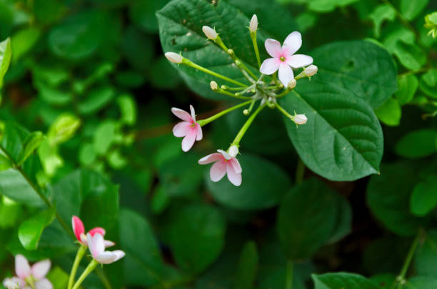 istock The flora around the Niger 1409341738