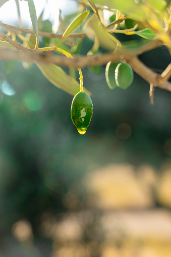 Concept photo. Olives on an olive tree with oil dripping from them. Image taken on the island of Lemnos in Greece