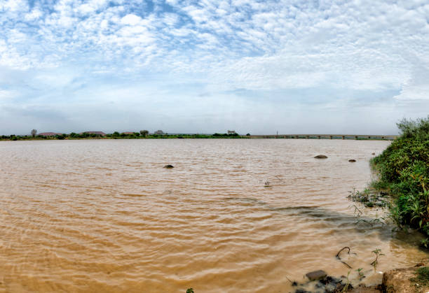 the flora around the niger - niger river imagens e fotografias de stock