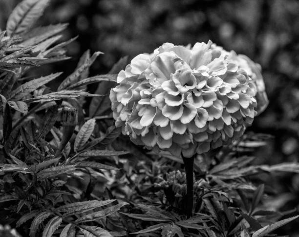 istock Yellow Marigold in B & W 1409341869