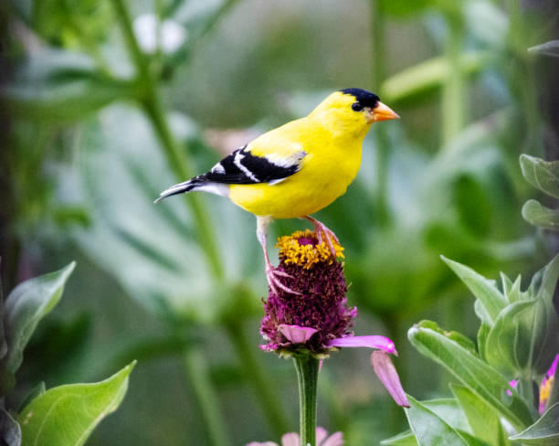 istock American Goldfinch Perched on Zinnia Flower 1409342911
