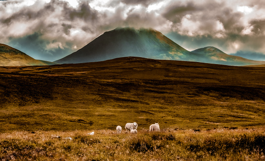 From the smallest lamb to the highest mountains. The mountain called Morven in Caithness, Scotland
