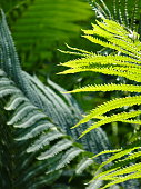 istock Ferns in Northern Michigan 2013 1409344665