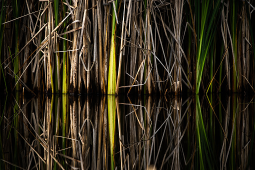 Straight up and down reeds reflecting in a mirror like water surface