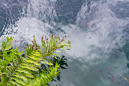 This is a photograph of a tropical plant growing over the water reflecting the cloudy sky at Cenote Cristal in Quintana Roo, Mexico