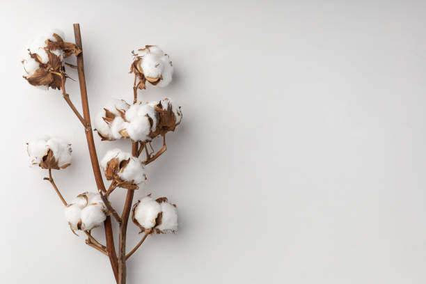 istock Branches of pure cotton on a white background 1409347410
