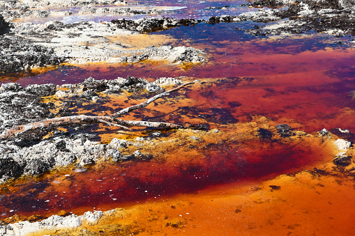 This is a photograph of the polluted water contaminated with sargasso along the shore of Tulum Beach, Mexico