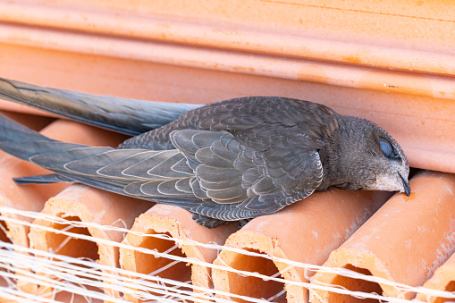 Row of gray wild pigeons sitting with fluffed feathers on blue steel beam under bridge in winter.