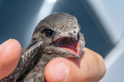 portrait of a injuried  common swift (Apus apus) hit by car. Sad image