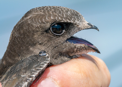 portrait of a injuried  common swift (Apus apus) hit by car. Sad image