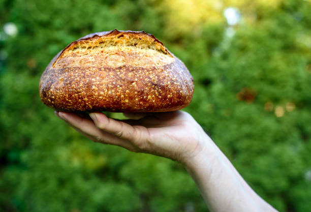 istock Close-up of fresh baked sourdough bread. 1409349515