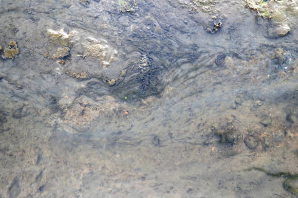 istock Close up natural shapes and textures 1409350500