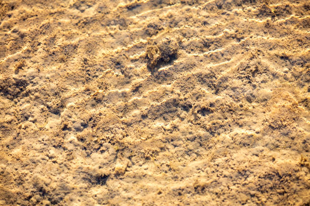Close up beautiful natural shapes and textures