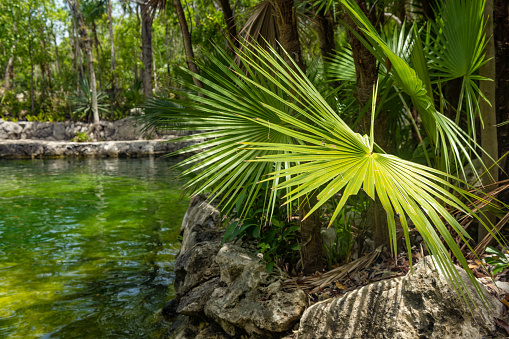 This is a photograph of the scenic tropical landscape at Cenote Yax Kin in Quintana Roo, Mexico