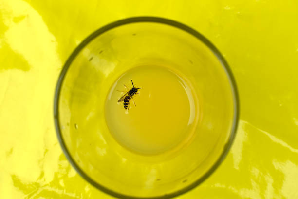 A wasp is drowning in a glass. During summer wasp invasion in the garden and on human food are very common and a source for accidents.