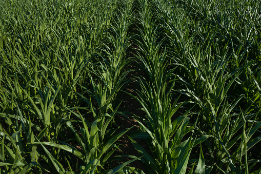 green corn field on a summer day