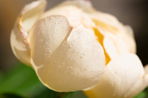 Beautiful transparent drops of water or dew with sun glare on petal of pink peony flower, macro. Gentle artistic image of purity and beauty of nature.