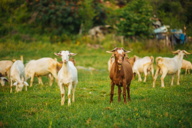 istock goats grazing in the pasture 1409354198