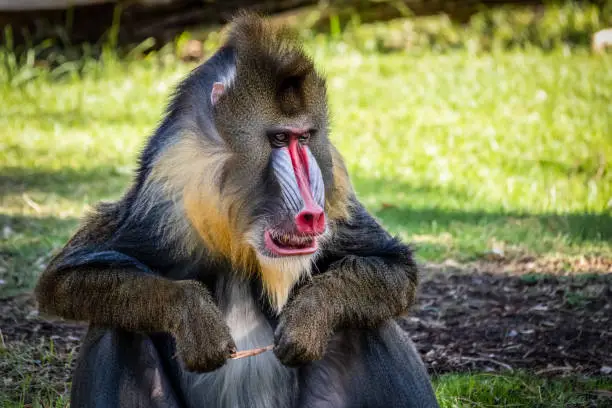 The Mandrill is native to West Africa and possesses a colorful blue/red nose. These large monkeys can be fairly aggressive and have a set of large canines.
