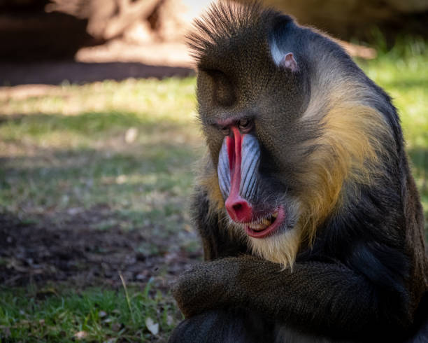 Mandrill - close-up - in enclosure