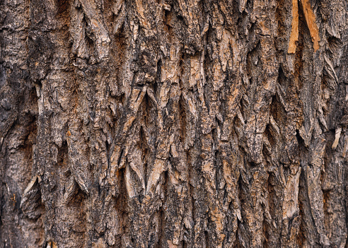 Close-up of tree bark texture