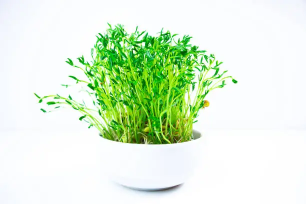 White bowl with fresh young shoots lentil microgreen sprouts close up on white background. Concept of diet, vegetarianism, vegan, healthy products and proper nutrition. Copy space.