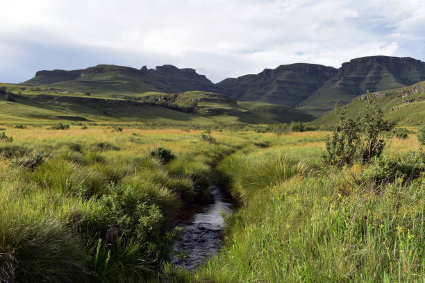 pastizales de montaña con arroyo que fluye a través de la cordillera drakensberg sudáfrica cerca de pholela - blom fotografías e imágenes de stock