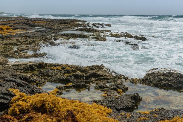 This is a photograph of the rocky shore by the sea in Akumal Beach, Mexico