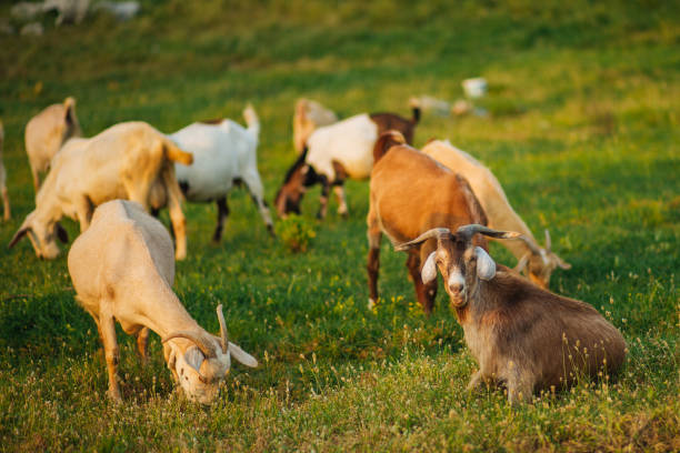 istock goats grazing in the pasture 1409355470