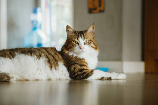 pręgowany kot stojący na podłodze - images of cats zdjęcia i obrazy z banku zdjęć