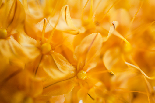 Petals, close up, yellow flowers