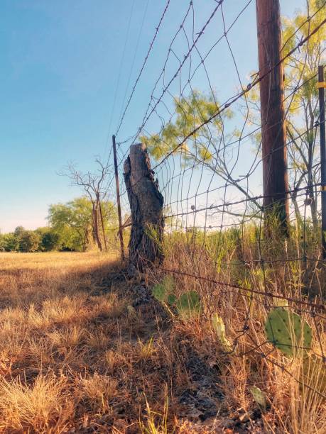 istock Country scene with cactus and barbed wire fence 1409357686