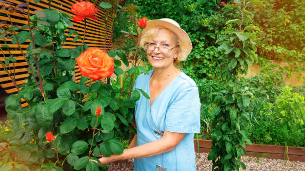 a pretty, intelligent elderly lady is engaged in gardening. portrait of a woman gardener for a magazine about landscaping or gardening. traditional hobby for ladies. the elderly woman grows roses. - senior women rose women flower bed imagens e fotografias de stock