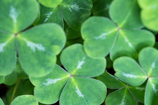 Redwood sorrel, Oxalis oregana, shade-loving perennial ground cover that is edible in small amounts and used by Indigenous North American people for cooking and home remedies.