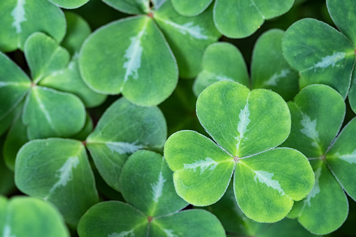 Redwood sorrel, Oxalis oregana, shade-loving perennial ground cover that is edible in small amounts and used by Indigenous North American people for cooking and home remedies.