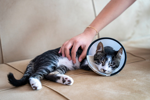 Elizabeth Collar is used for cats not to touch or lick their wounds during the recovery period after the health operation.