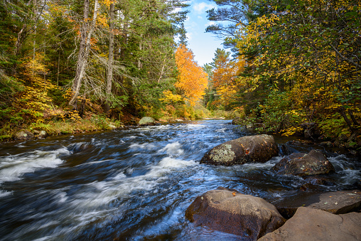 Fast-flowing river through a  colourful forest in autumn. Beautiful fall foliage. Algonquin Park, ON, Canada.