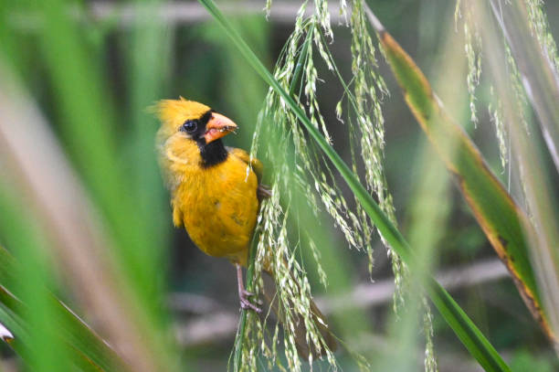 Northern Cardinal - Yellow Male Mutation stock photo