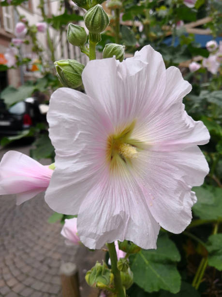 nahaufnahme (makro) auf große einzelne (eine) blassrosa blume der borstenrosen-stockrose (alcea setosa) oder garten-stockrose (alcea rosea, rosenmalve) mit dünnen breiten blütenblättern und dickem stempel, umrahmt von blättern und knospen im blumenbee - single flower close up flower head rose stock-fotos und bilder