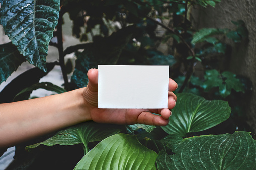 Hand Holding Blank Card On Green Leaf Background