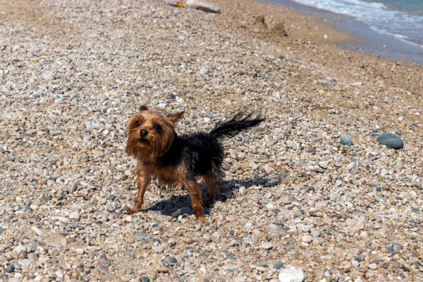 istock Cute terrier dog vacationing on the beach. 1409359736
